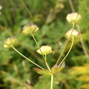 Photographie n°68867 du taxon Bupleurum stellatum L. [1753]