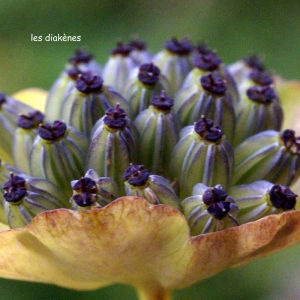 Photographie n°68868 du taxon Bupleurum stellatum L. [1753]