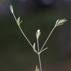 Photographie n°68872 du taxon Exaculum pusillum (Lam.) Caruel [1886]