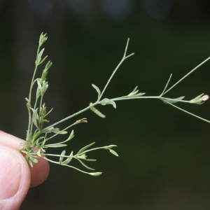 Photographie n°68874 du taxon Exaculum pusillum (Lam.) Caruel [1886]