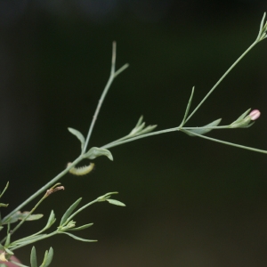 Photographie n°68875 du taxon Exaculum pusillum (Lam.) Caruel [1886]