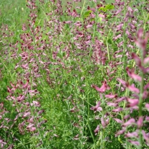 Photographie n°68877 du taxon Fumaria officinalis L. [1753]