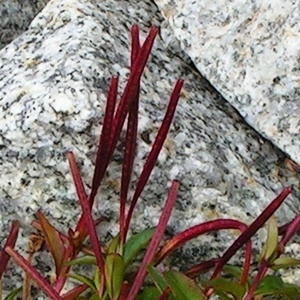 Arabis soyeri Reut. & A.L.P.Huet subsp. soyeri (Arabette de Soyer-Willemet)