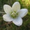  Nathalie CAULIEZ - Parnassia palustris L.