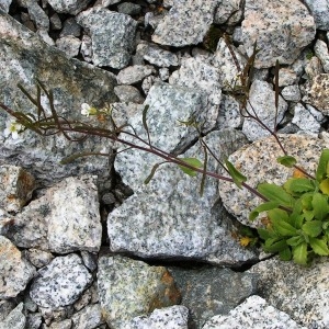 Photographie n°68898 du taxon Arabis alpina L. [1753]