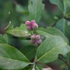 Photographie n°68902 du taxon Euonymus europaeus L. [1753]