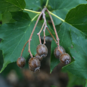 Photographie n°68904 du taxon Sorbus torminalis (L.) Crantz [1763]