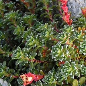  - Saxifraga oppositifolia subsp. oppositifolia
