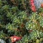  Alain Bigou - Saxifraga oppositifolia subsp. oppositifolia