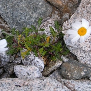 Photographie n°68910 du taxon Leucanthemopsis alpina subsp. alpina