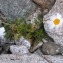  Alain Bigou - Leucanthemopsis alpina subsp. alpina