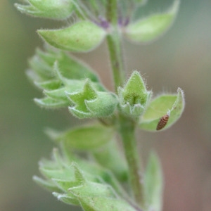 Photographie n°68914 du taxon Teucrium flavum L. [1753]