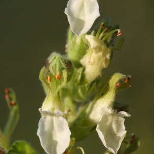 Photographie n°68917 du taxon Teucrium flavum L. [1753]