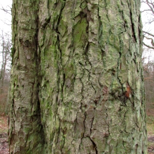 Photographie n°68928 du taxon Aesculus hippocastanum L. [1753]