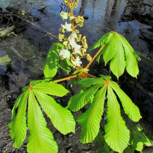 Photographie n°68930 du taxon Aesculus hippocastanum L. [1753]