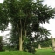  Annick Larbouillat - Ailanthus altissima (Mill.) Swingle [1916]