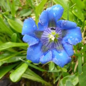 Photographie n°68962 du taxon Gentiana angustifolia Vill. [1787]