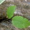  Annick Larbouillat - Carpinus betulus L. [1753]