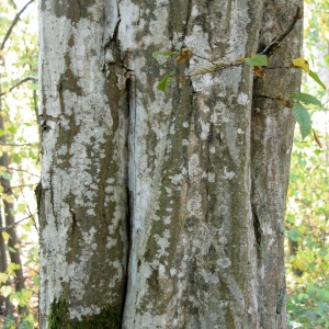 Photographie n°68965 du taxon Carpinus betulus L. [1753]