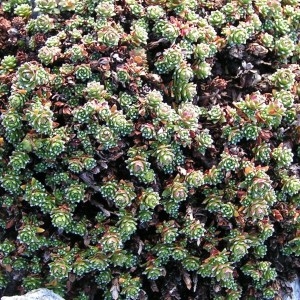 Saxifraga oppositifolia L. subsp. oppositifolia (Saxifrage à feuilles opposées)