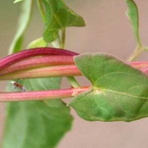 Photographie n°68976 du taxon Fallopia convolvulus (L.) Á.Löve [1970]