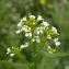  liliane Pessotto - Calepina irregularis (Asso) Thell.