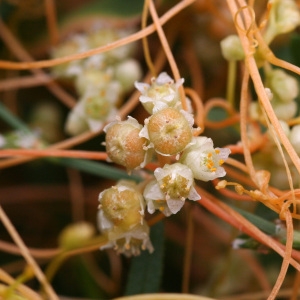 Photographie n°68982 du taxon Cuscuta scandens Brot. [1804]