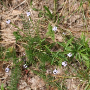 Photographie n°68984 du taxon Verbena officinalis L. [1753]