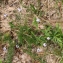  John De Vos - Verbena officinalis L. [1753]