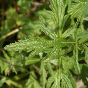 Photographie n°68987 du taxon Verbena officinalis L. [1753]