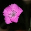  John De Vos - Dianthus graniticus Jord. [1849]