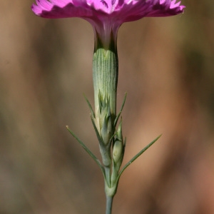 Photographie n°68989 du taxon Dianthus graniticus Jord. [1849]