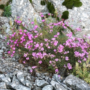 Photographie n°68990 du taxon Dianthus graniticus Jord. [1849]