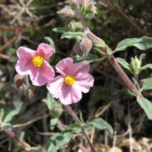 Helianthemum vulgare var. roseum Willk.