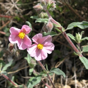 Helianthemum nummularium var. roseum (Willk.) G.López