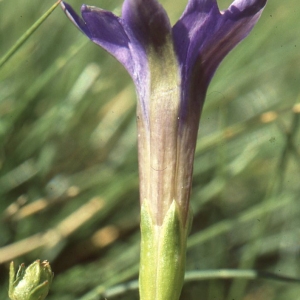 Photographie n°69005 du taxon Gentiana pyrenaica L. [1767]