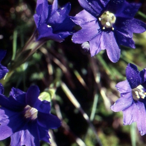 Photographie n°69006 du taxon Gentiana pyrenaica L. [1767]