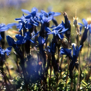 Photographie n°69012 du taxon Gentiana bavarica L. [1753]