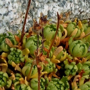 Photographie n°69013 du taxon Saxifraga exarata subsp. exarata