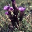  Liliane Roubaudi - Gentianella campestris (L.) Börner [1912]