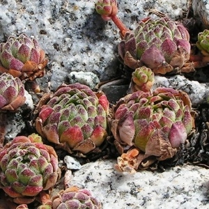 Photographie n°69035 du taxon Sempervivum montanum L. [1753]