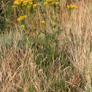 Photographie n°69039 du taxon Senecio adonidifolius Loisel. [1807]