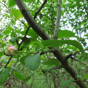 Photographie n°69041 du taxon Malus sylvestris Mill. [1768]