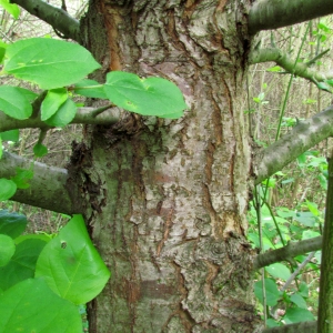 Photographie n°69042 du taxon Malus sylvestris Mill. [1768]