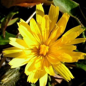 Apargia media Host (Liondent des Pyrénées)