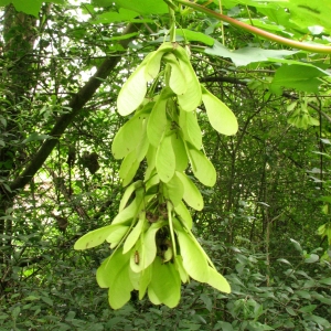 Photographie n°69068 du taxon Acer pseudoplatanus L. [1753]