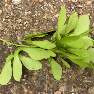 Photographie n°69070 du taxon Acer pseudoplatanus L. [1753]