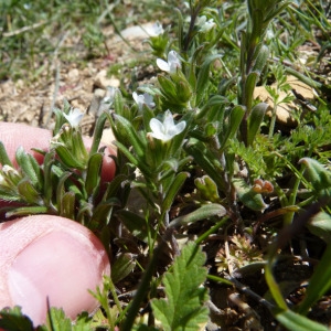 Photographie n°69089 du taxon Lithospermum arvense L. [1753]