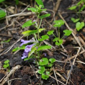 Photographie n°69097 du taxon Glechoma hederacea L. [1753]