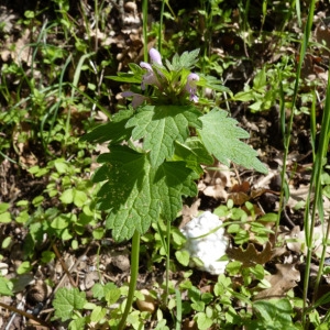 Photographie n°69110 du taxon Lamium hybridum Vill. [1786]